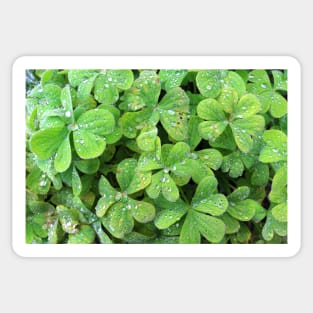 Green Trifolium Plant Foliage Sticker